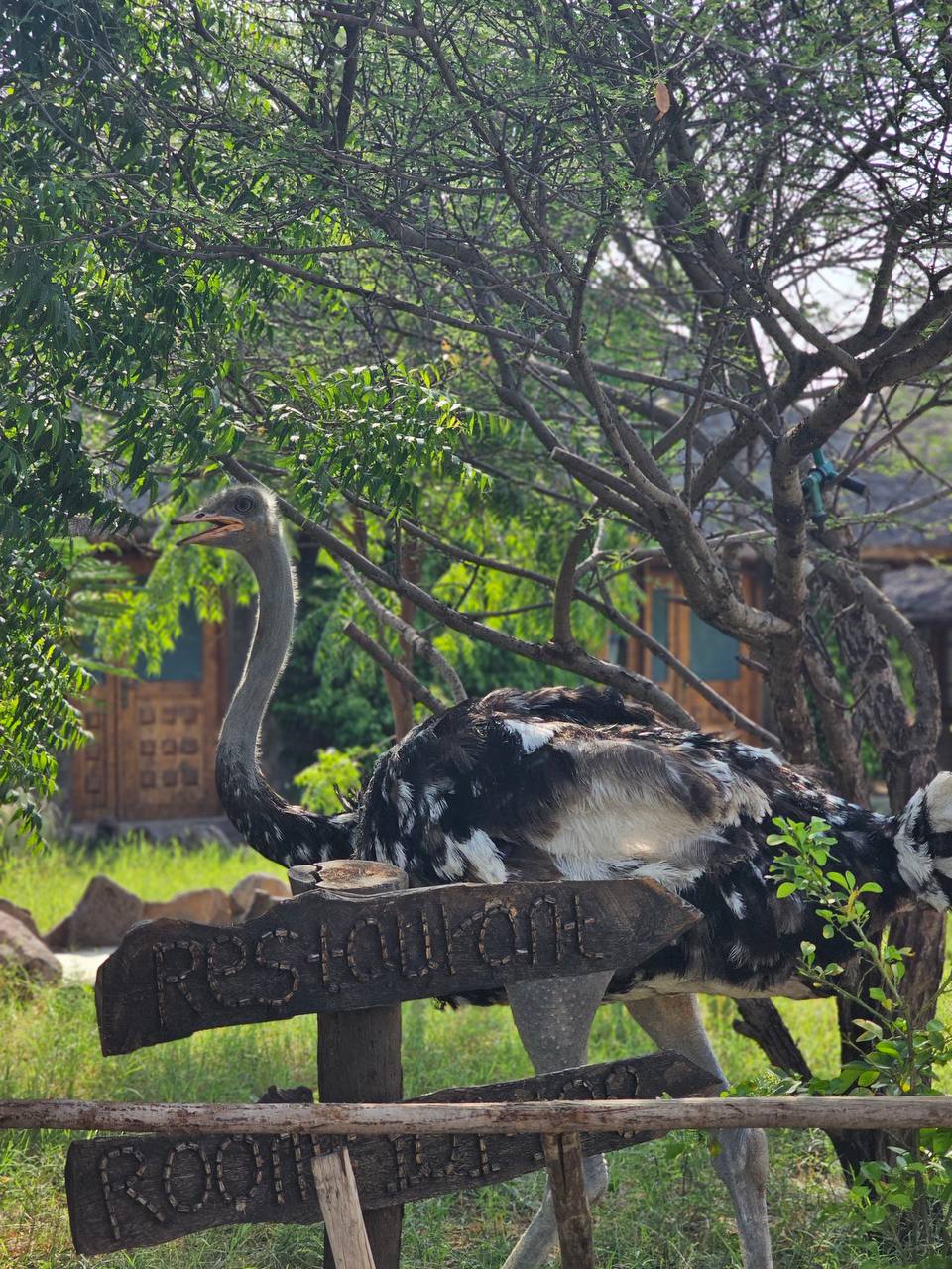 Wildlife Tours